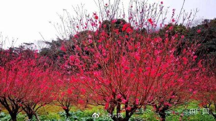 广州|赏花啦！广州大片花海呈现繁花盛景