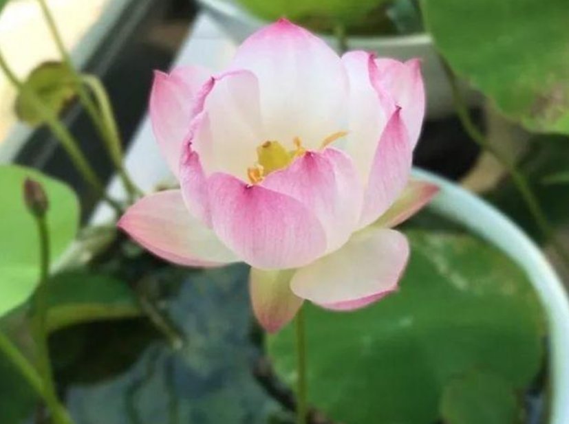 花朵|3种花喜欢晒太阳,越晒长越旺,只见花朵不见叶,拦都拦不住!