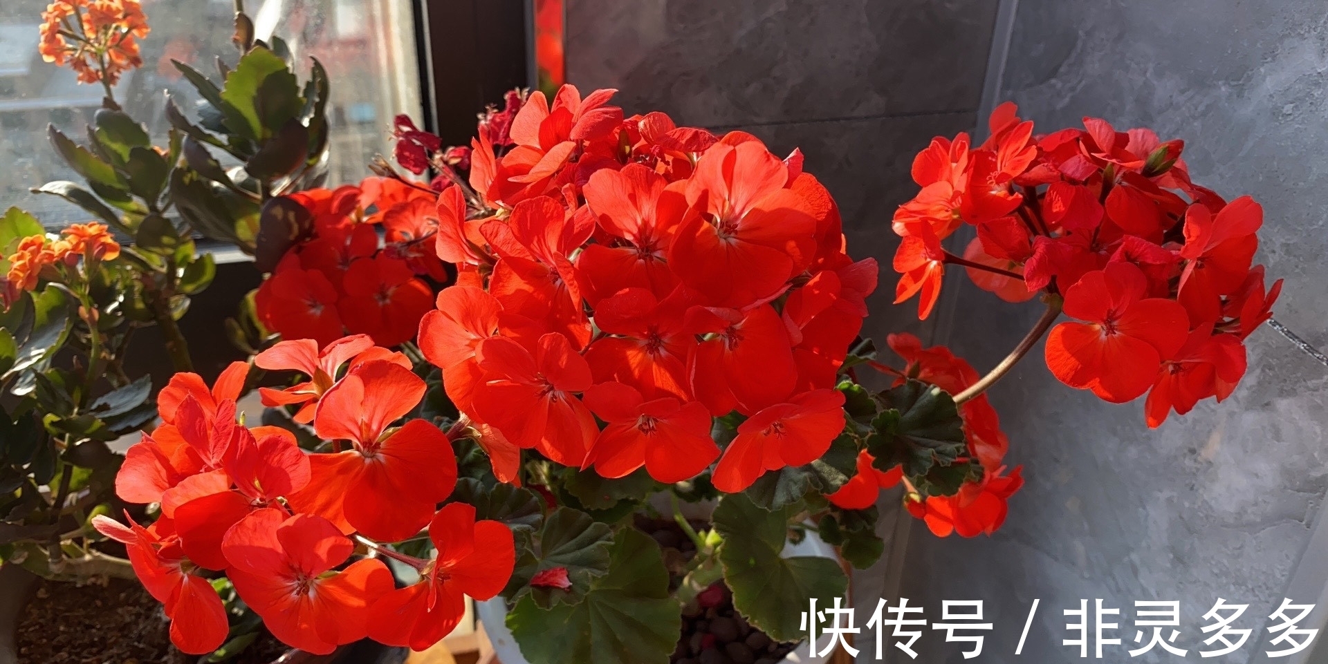 被低估的“三种花”,叶片自带香气,家里摆一盆,家人更健康