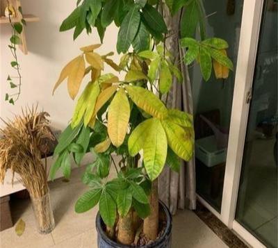 绿萝、发财树蔫了别浇水,浇一盆死一盆,要这样救治