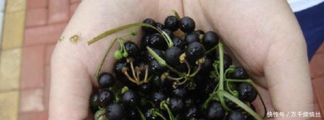 盆栽|田野里除不完的“野草”,张大妈却挖来“当盆栽”,繁殖一阳台!