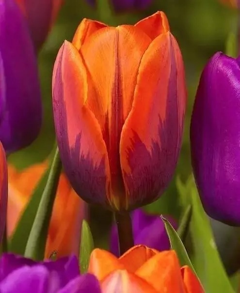 名贵植物排行,令人大开眼界!