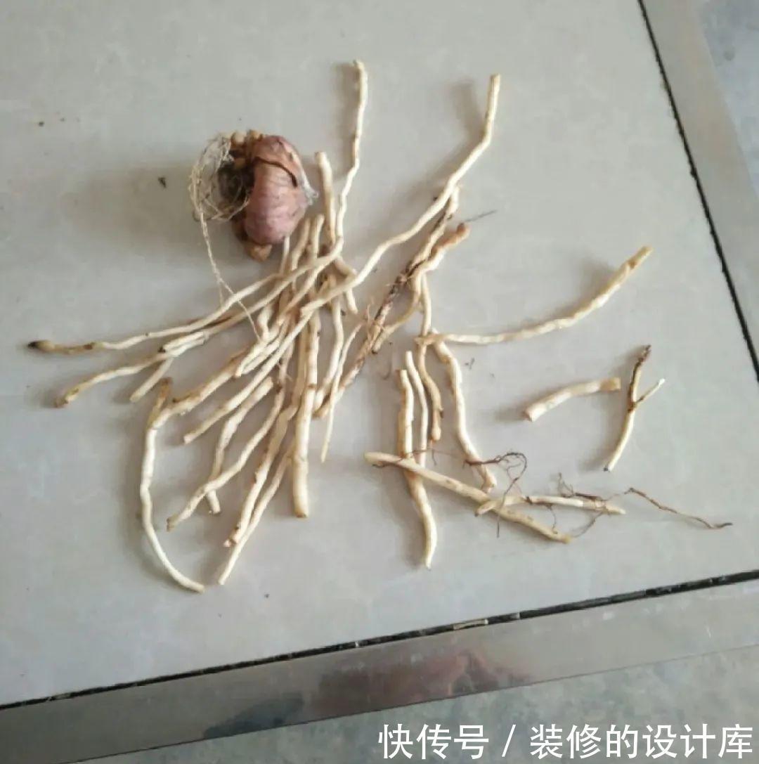 芦荟|8种花像“老母猪”,种一棵,生一窝,多得没地方养