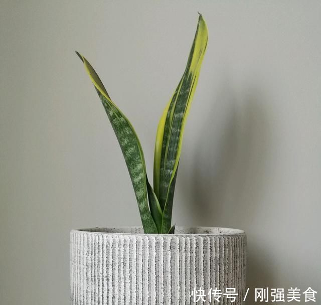 虎皮兰对花盆居然有选择,选对花盆,虎皮兰抽芽快不烂心