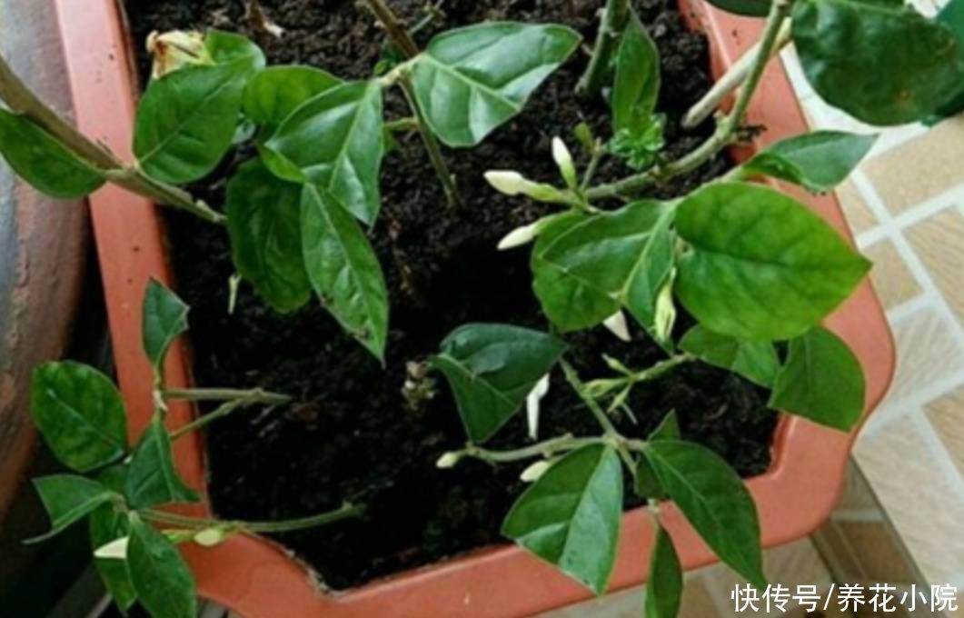 成活率|秋天凉爽了，扦插4种花，枝条插土里就生根