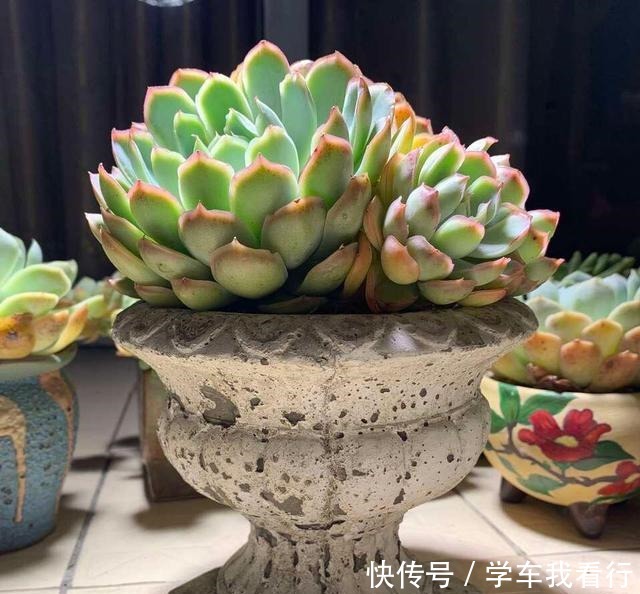 家家都有的塑料瓶,剪几刀变成养多肉“神器”,把玉露养得真水灵!