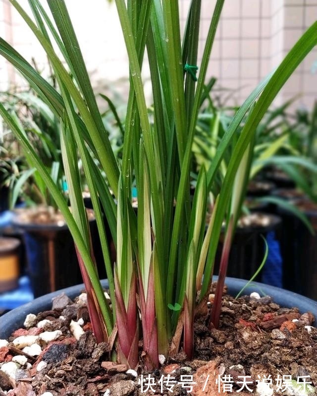 花卉|秋天准备“抗冻肥”,给君子兰、蟹爪兰“喂上”,长得旺、开花多