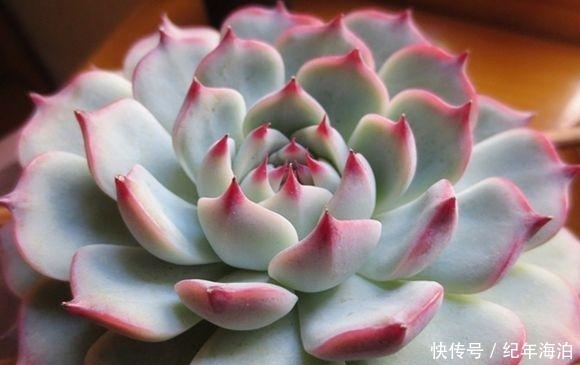 多肉新手害怕“换盆死”，学会这招逃脱换盆死，叶子变得肉嘟嘟