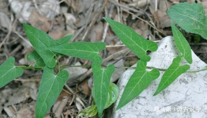 白首乌|农村1种野草,不要忽视,人称“白首乌”,今86元一斤