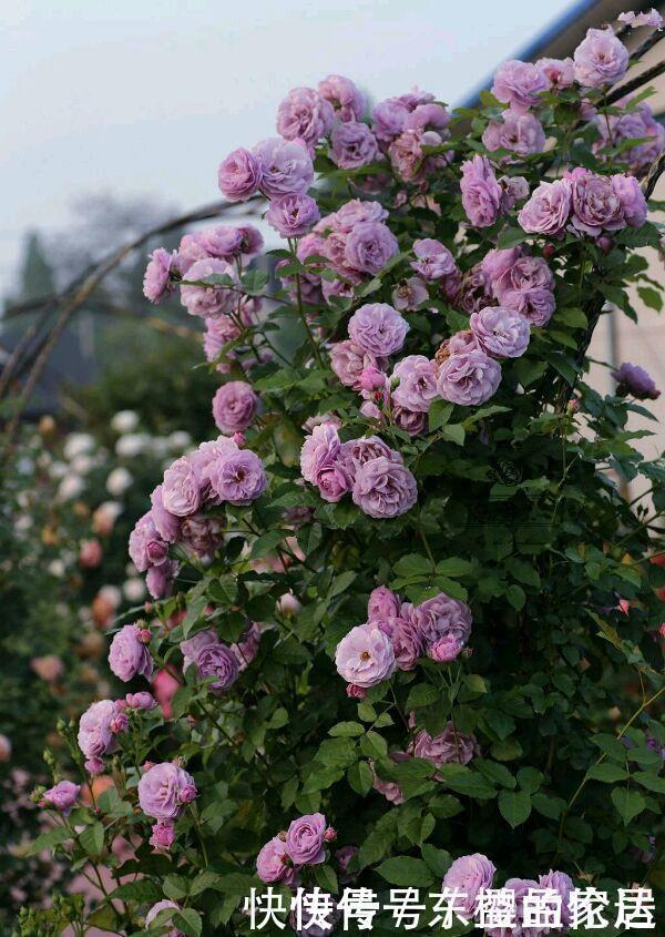 长势最快的藤本植物,一年长成花墙,春夏秋三季开花,阳台变花园