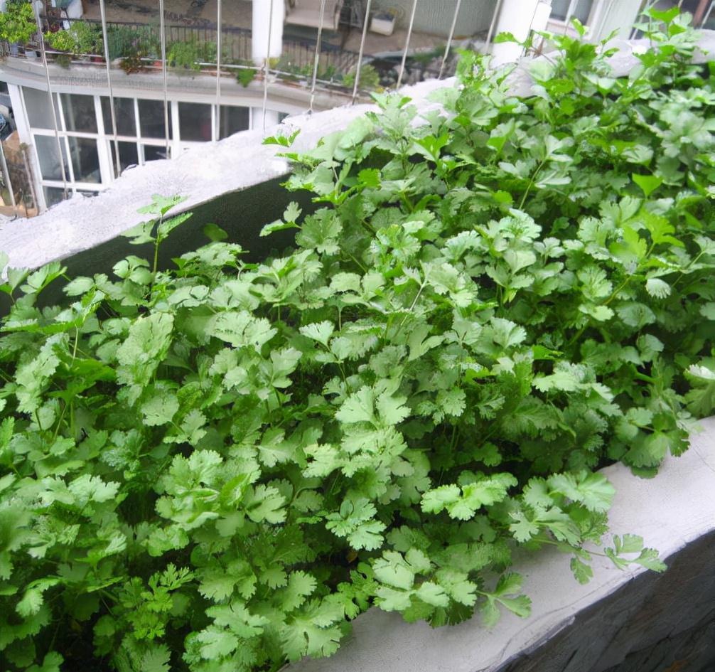 种植|5种“菜根”别扔,插进花盆,浇浇水,半个月长成“小菜园”