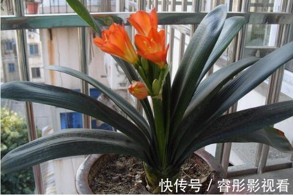 卧室可以放君子兰吗：卧室放君子兰净化空气(可以吸附灰尘)