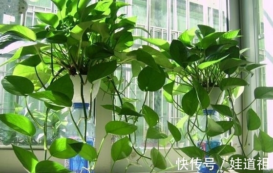 浇花|养花怕用肥不当,就自制这4样肥料,肥效温和持久,特好使