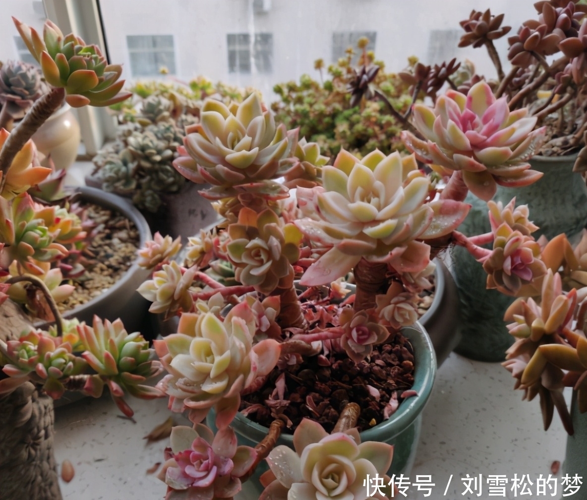 杆子|大水桩丝绸面纱的脱变,越控越小,杆子也越来越粗