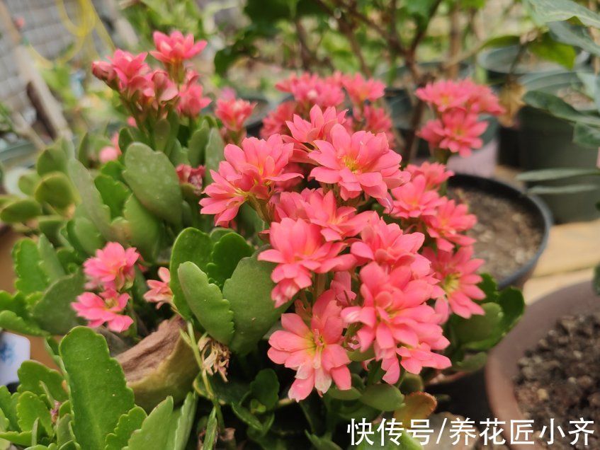 习性|长寿花习性要掌握,按照它的“4喜”养,四季都能开花,真漂亮