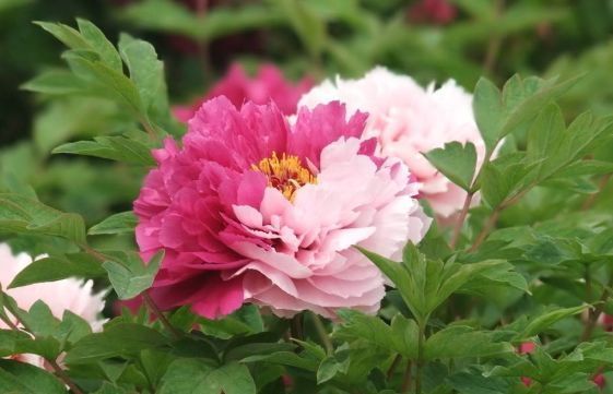 新手养花，不如养盆花中精品“二乔”，花大色艳，耐寒耐旱