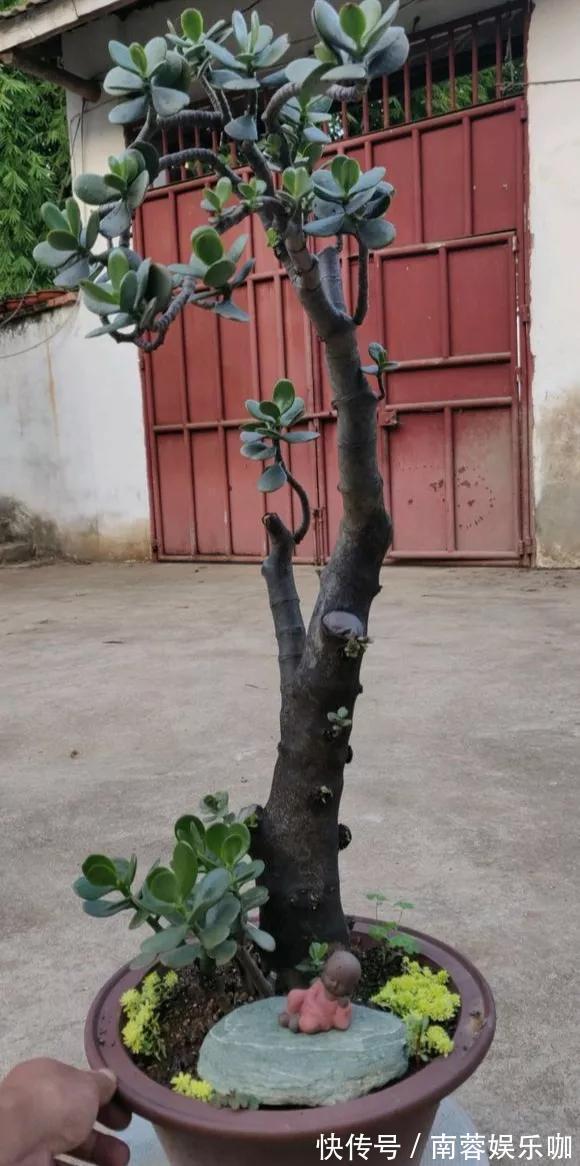 对花有一种特殊的情怀,能养几十年的花,养1盆当传家宝!