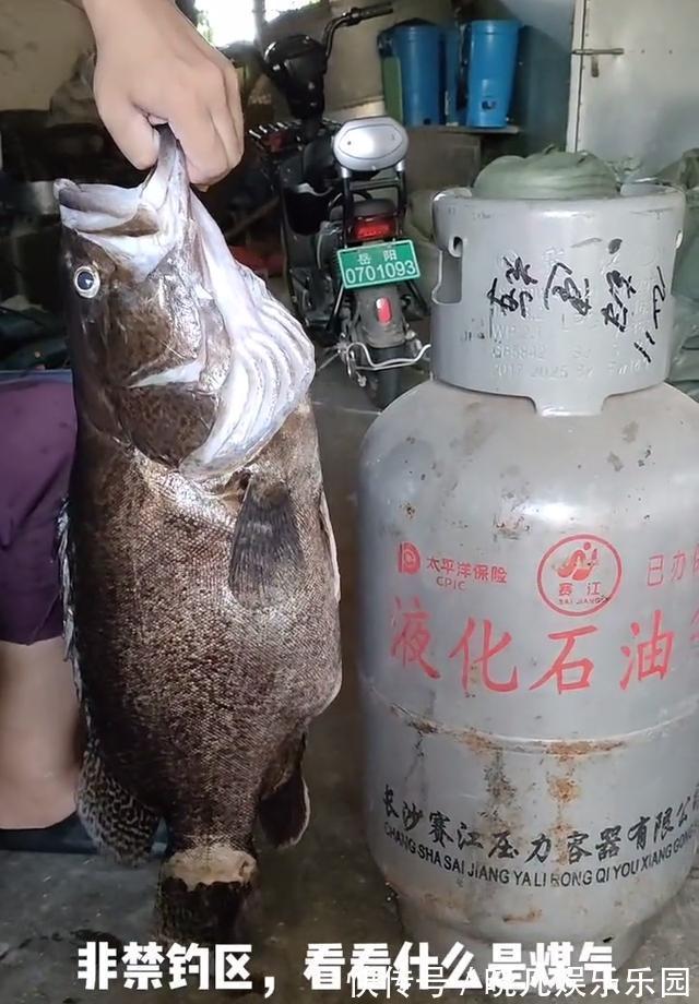 放生|岳阳钓友钓起罕见老鳜鱼,因太大半路被憋死,网友:是我就放生了