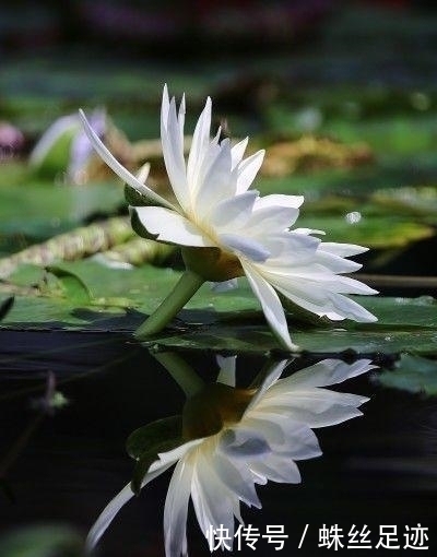 生肖猪|下个月,桃花不请自来,重续前缘,冰释前嫌与前任携手的4大生肖