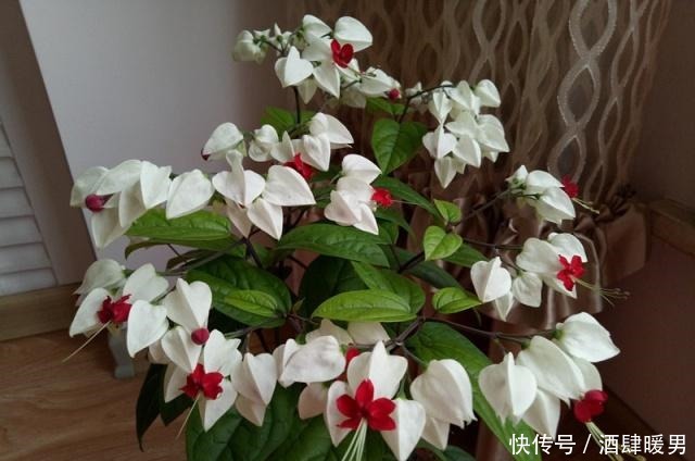 忘了绿萝吊兰吧,这种盆栽绿植,全年开花,观赏价值高,还很好养!