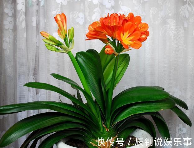 君子兰，阳台党深爱的盆栽年宵花！养护注意3细节，年年开花