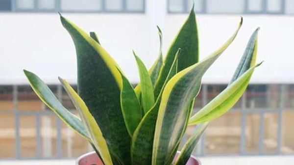  生长|这些花耐旱，不浇水也能长得好油腻的树叶就是美丽的