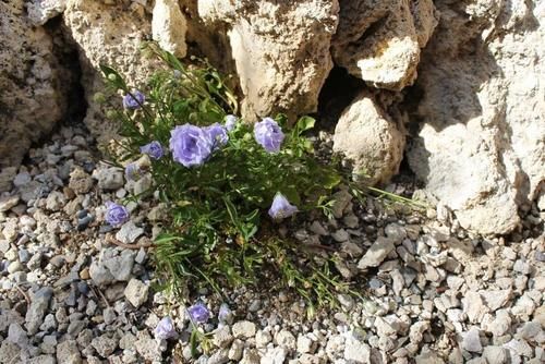 比重瓣长寿花好看的风铃花品种，开花时有上千个花苞，花朵像月季