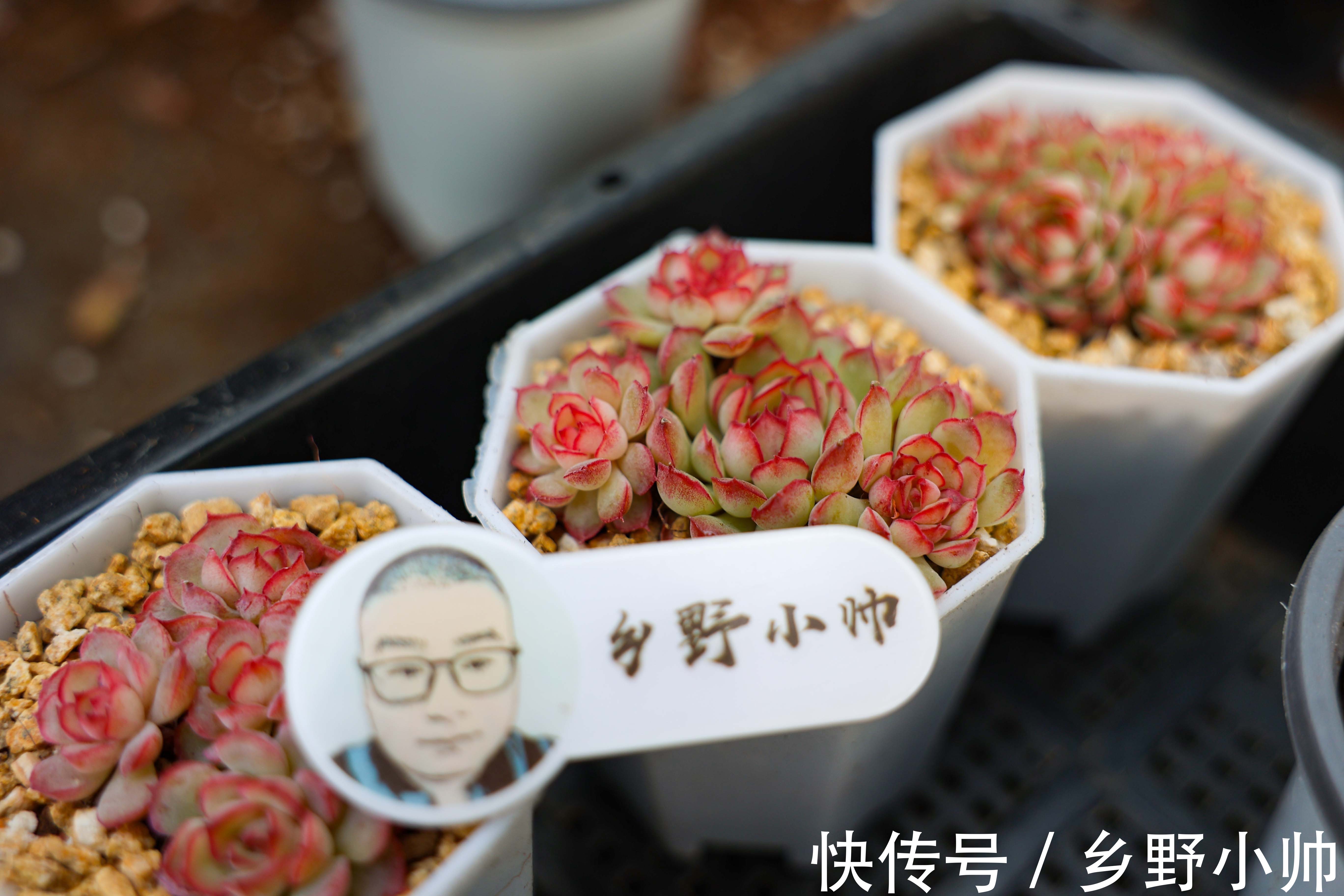 光照|多肉生长缓慢养不好?修好根系做好管理, 养肉其实很简单