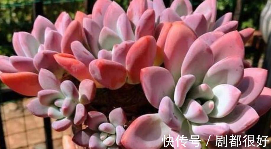 长势|国庆后养多肉,做好3件事,多肉快速爆盆,叶片肥厚上色美