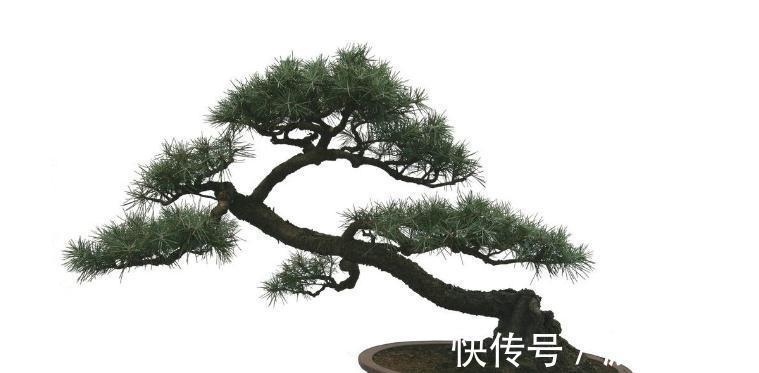 树桩盆景换盆换土学会这几招，让你养的枝繁叶绿