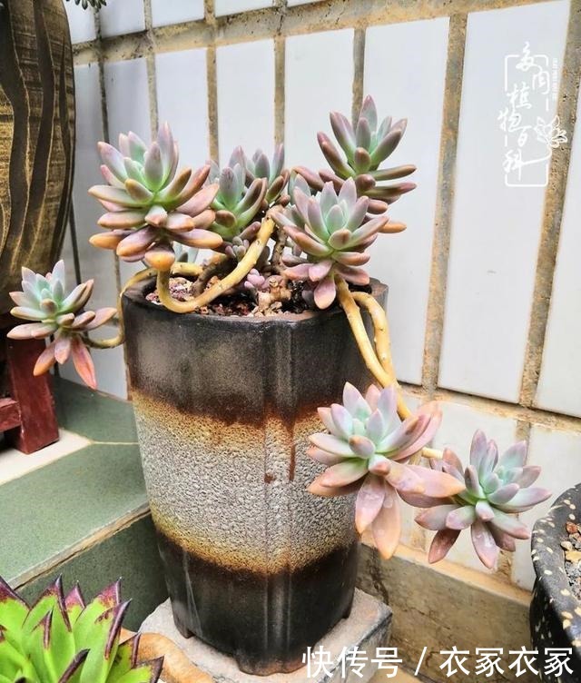 如何让多肉变美看看我是如何宠它们的!如何让多肉变美看看我是如何宠它们的!