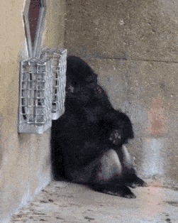 |搞笑GIF:大哥看你再有钱,也改不掉以前落下的职业病啊