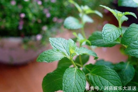 薄荷|如何把薄荷养到爆盆,几分钟就可以学会,再也没有蚊虫的叮咬