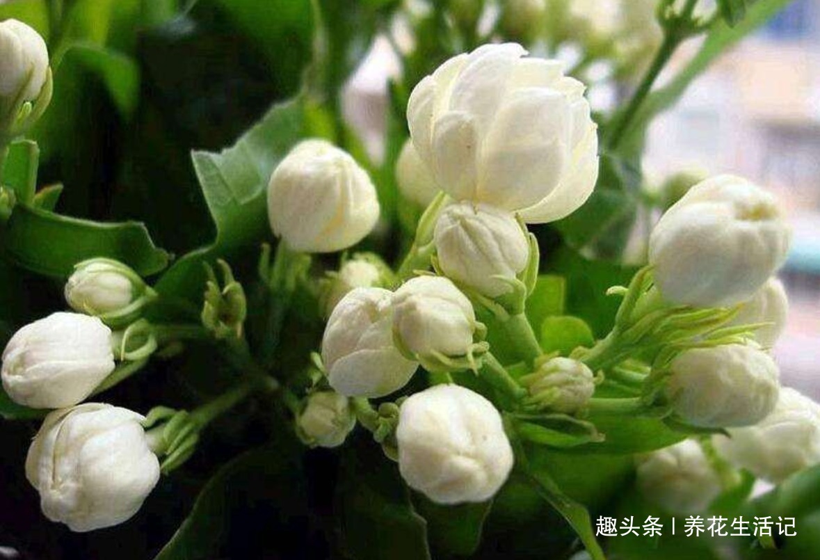 花朵|6月对茉莉花，用好“4个”小方法，花朵繁多香味浓，绽放时间长！