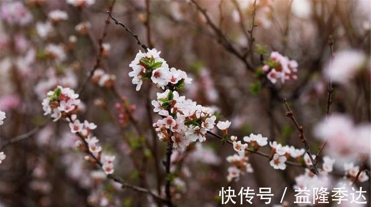 眼儿媚#范成大不可不读的一首词,从开篇到结尾句句惊艳,值得我们一读!