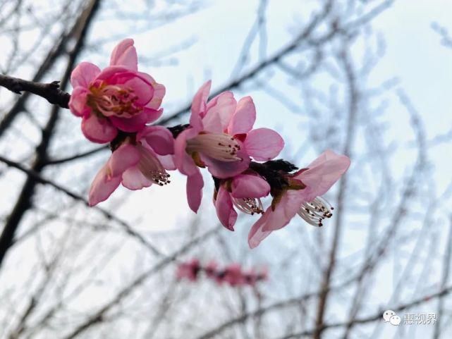 春花春雪春雨绝美春色，这样的易县，你见过吗？春分限定，速度