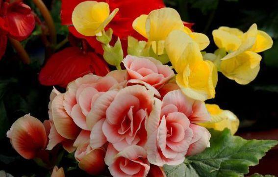 农历10月2号起，最适合养这些花，美艳又动人，花量大花朵稠密