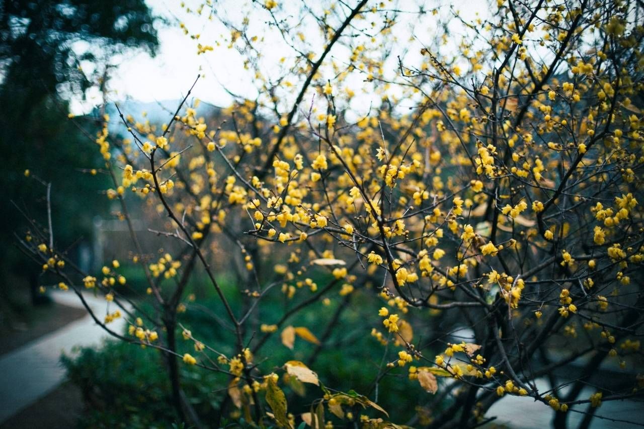 梅花|暗香扑鼻！北仑九峰山梅花悄悄开了