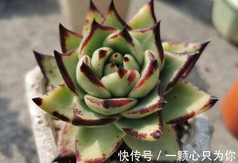 多肉浇水中的干透浇透原来是这么回事