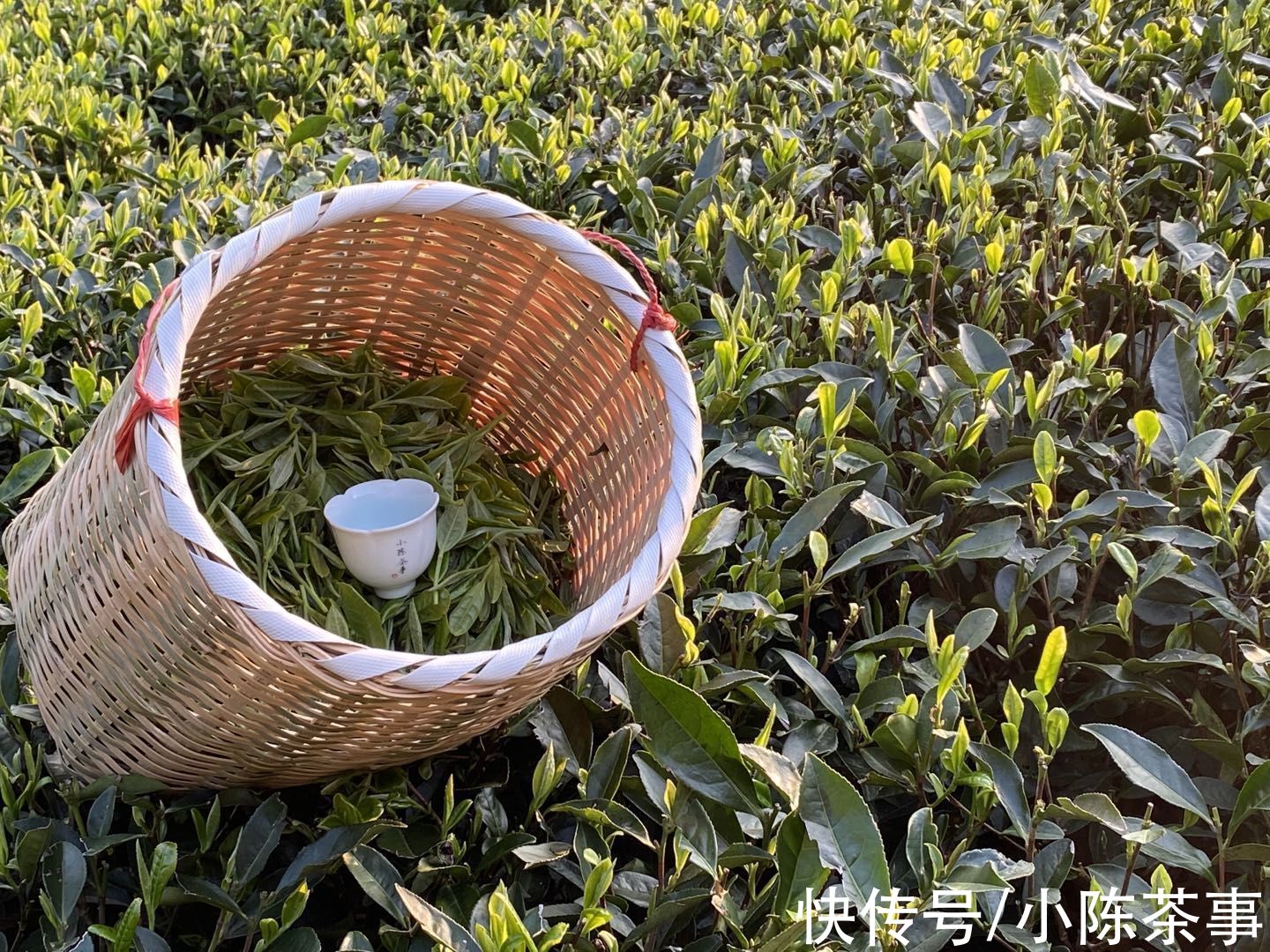 茶叶|白毫银针存冰箱3年，再拿出来会和新茶一样吗？如何存出好白茶？