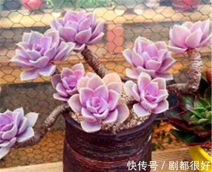 新手|新手夏季养多肉，3件事情最容易做过头，难怪褪色黑腐还落叶