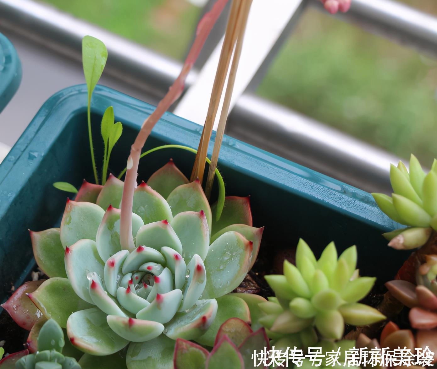 巧用3招，盆栽多肉姿态美，个个叶子肥嘟嘟、水灵灵