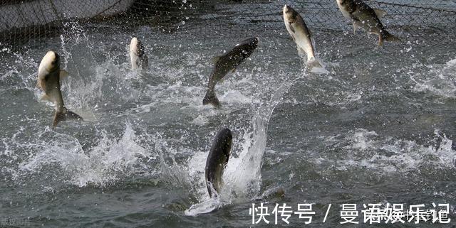 禁渔|水库禁渔一年开放垂钓,鱼情变化出乎意料!单一禁渔行动提前叫停