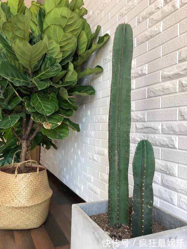 室内盆栽6种耐阴花,高端上档次,叶子越长越大!