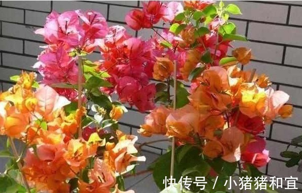 花友们|啤酒、淘米水浇花都不如“它”，“它”被称为花界中的万能水！