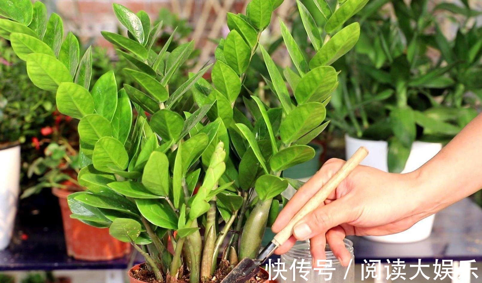 5种花“专吃土”,砸开花盆全是“大块根”,正确方法