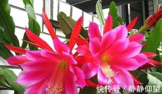 此款花卉便宜又好养,丢到阳台,四季有花开,一养就上瘾!