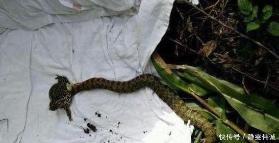 不速之客|奇趣探知男子钓到一只青蛙,拉上岸后,发现跟来一个不速之客