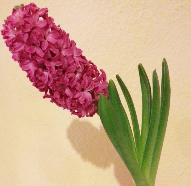 懂花的人都知道,4种“年关花”开败了剪1刀,30天后继续开