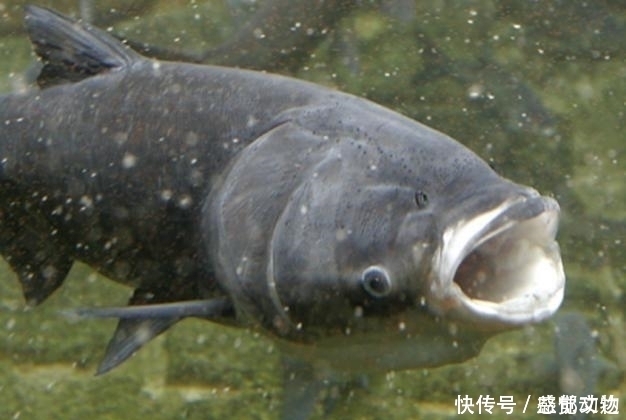 顿口|公开秘籍！“鲢鳙九阴真经”送给爱钓鲢鳙的你！